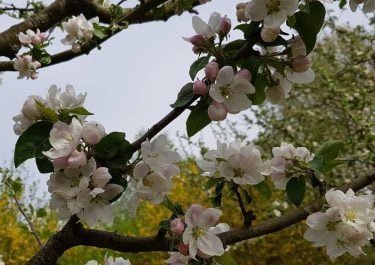 Blumen #germany #hessenpark #hessen #deutschland #travelphotography #traveling #travelgram #travel #trip #voyage #photography #nature #flower…