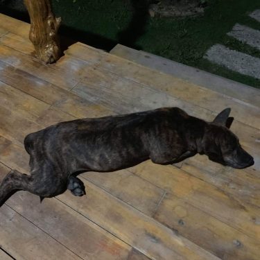 Вот такой сосед, #собака породы ” #фукуок” #phuquoc #phuquocdog #travelphotography #travelblogger #vietnam #dog #bnesimppl&hellip;