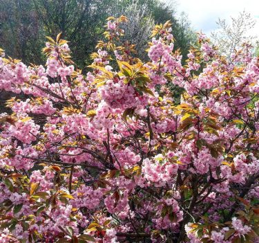 A cut branch grows new and blossoms. But it takes time every time. .&hellip;