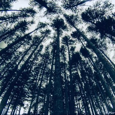 #fotartplgz #bnesimppl #traveldestinations_ig Edited with: @carbonblackandwhite _ #landscape #amazing #view #trip #tree #sky #mountains&hellip;