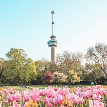 If you love pink as much as I do, then visiting ‘Het Park’ in…