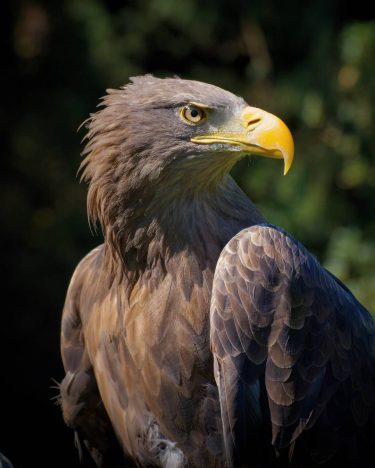 orel mořský… #wonderful_prague #europestyle_czechrepublic #toppraguephoto #kings_hdr #visitcz # #canonczsk #discovery_earthpix #discovery #topeuropephoto #citybestpics #travelmore&hellip;