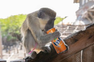 Few shares ago I’ve told about the stealing monkey’s. Where one in particular fell&hellip;