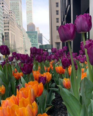 Urban dreams in tulip walks. . #parkavenue #spring #springinnewyork #colours #nycspring #usa #travel #nomad…