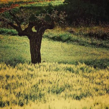 #fotartplgz #bnesimppl #traveldestinations_ig Edited with: @carbonblackandwhite _ #landscape #amazing #view #trip #tree #sky #mountains&hellip;