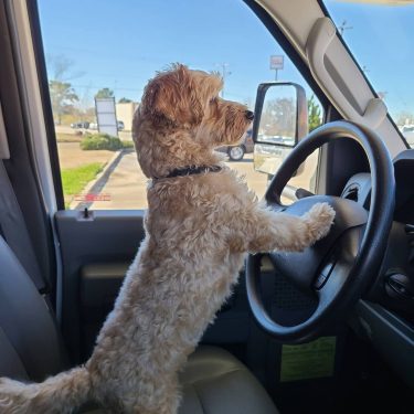 A dog enjoys the view from a vehicle, embodying the joy of traveling with furry companions on the open road.