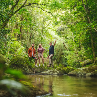 A vibrant rainforest scene showcasing conservation efforts to protect tropical wilderness and its diverse ecosystems.