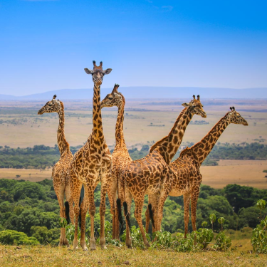 A tall giraffe stands gracefully against a clear blue sky, showcasing its distinctive long neck and spotted coat.